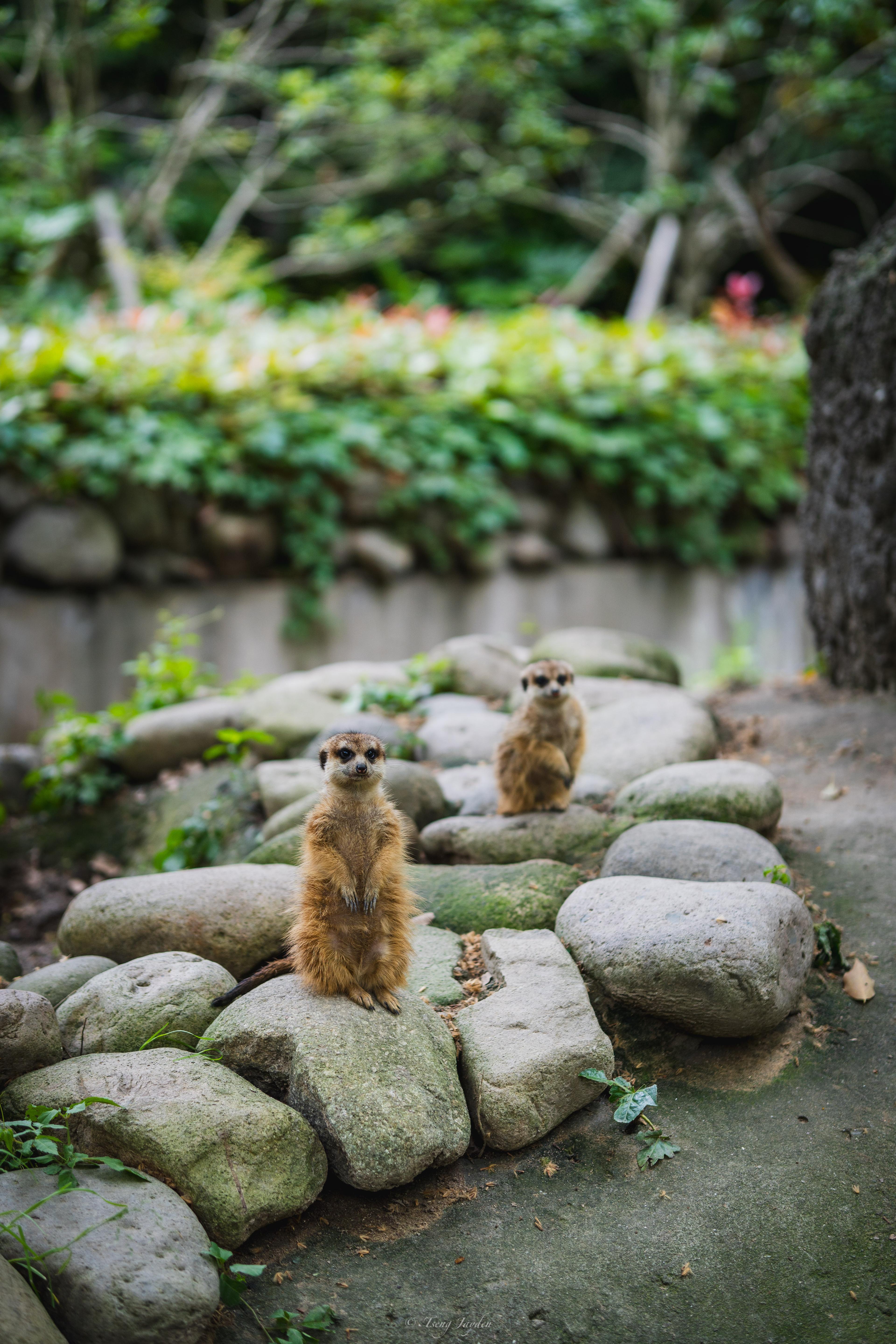 スリムテイルハクビシン