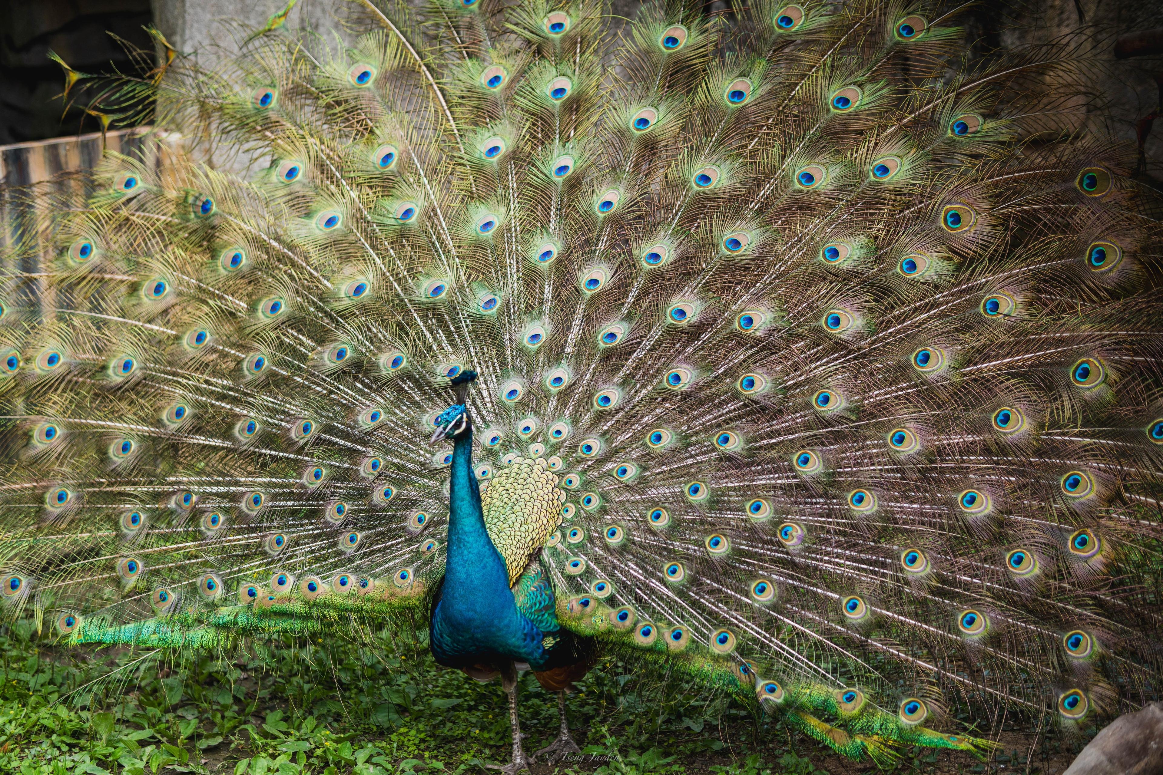 Peacock with Open Feathers