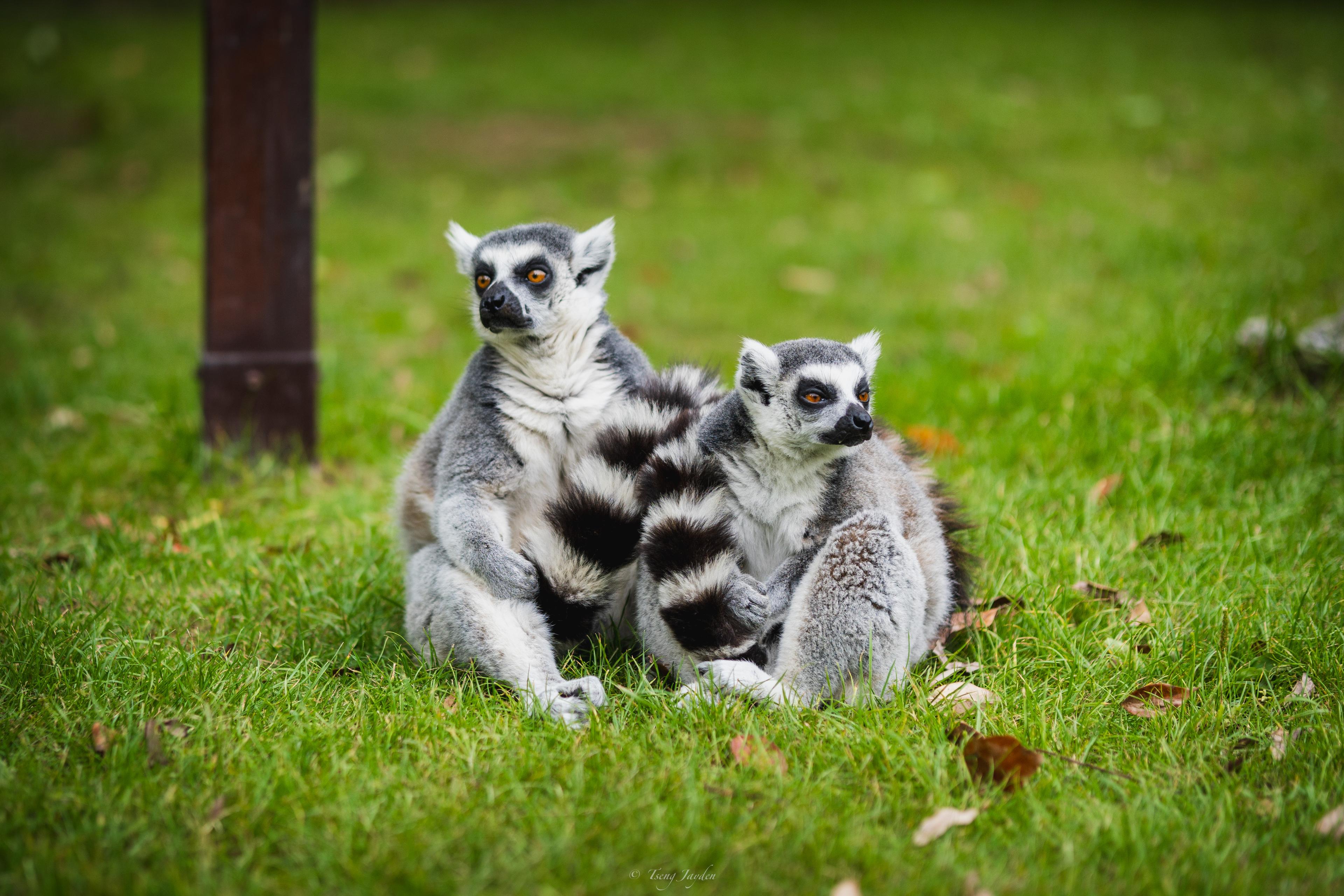 Ring-tailed Lemur