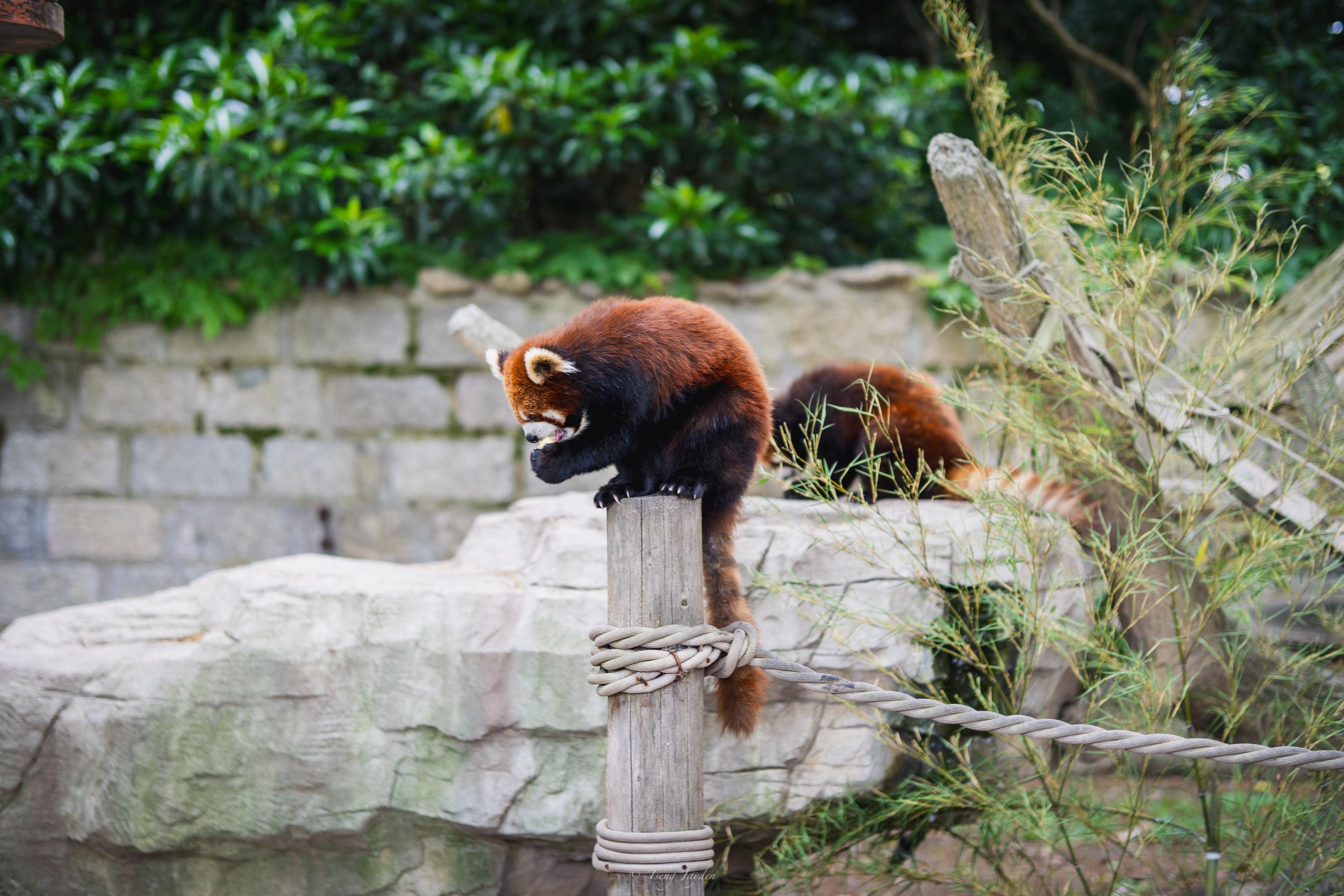 Red Panda